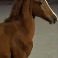 فروش اسب