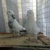 کبوتر دم سیاه