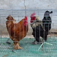 خروس امپراتور برهما