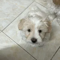 سگ شیتزوکراس نر