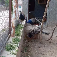 طاووس نر و ماده