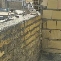 ...|پرنده|شیراز, شهدای شهرک سعدی|دیوار