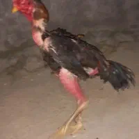 خروس