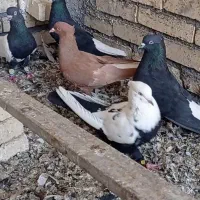 شوش|پرنده|شوش, |دیوار