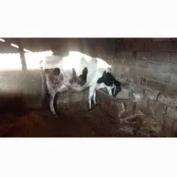 گاو و گوساله نر