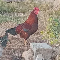 خروس