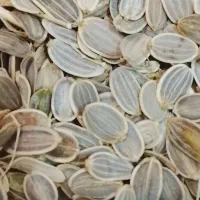 بذر گیاه باریجه
