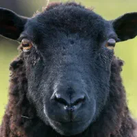 گوسفند‌چاق فروشی