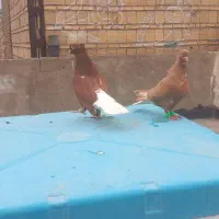 دم سفید وجوجه دم سفید