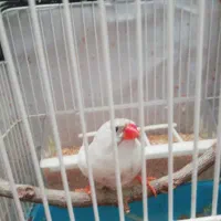 فنچ|پرنده|شیراز, شهرک گلها|دیوار