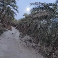 قطع نخل و درخت رایگان با خرید چوب درخت