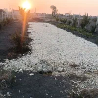 زمین دویست و پنجاه متر