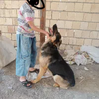 سگ میکس ژرمن و هاسکی ماده