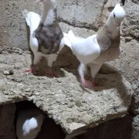 تعدادی کبوتر دوکت و طوقی
