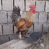 مرغ و خروس محلی