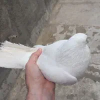 کفتر نر سفید پاک و نر سرور