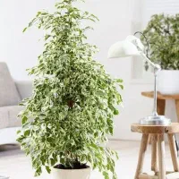 دعوت به همکاری