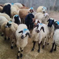 گوسفند زنده میش و بره افشاری