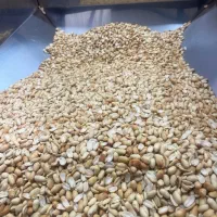 بادام زمینی مخصوص کره گیری