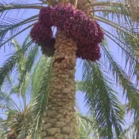 کارگر برای خرما