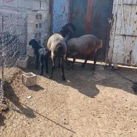 میش