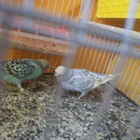 جوجه مرغ عشق