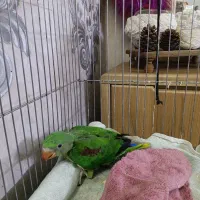 جوجه شاه طوطی نر