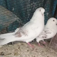 کفتر پرشی فروش و معاوضه با کفتر کشتنی