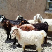بز.غاله تکه