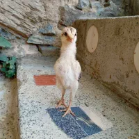 2 عدد لاری