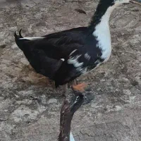 ۶تا اوردک دونه ای ۵۰۰هزارتومان