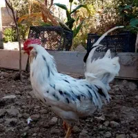 مرغ تخمگذار و خروس