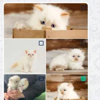 فروش توله پرشین هیمالین ردپوینت خاص