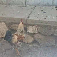 خروس محلی خوشگل
