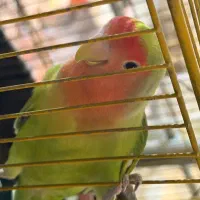 طوطی برزیلی