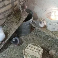 کفتر