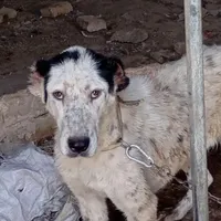 سگ الابای|سگ|سبزوار, قصبه شرقی|دیوار