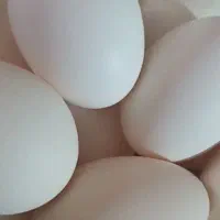 تخم مرغ محلی