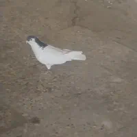 رنگی بین ۲۰ تا ۳۰تا