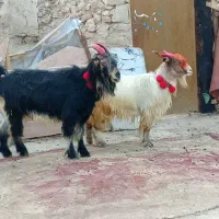 بزچاق داشتی