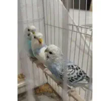چهار عدد مرغ عشق سرحال آماده و سینه پر. آماده تخم