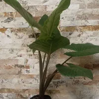 گل بابا آدم بزرگ تقریبا یک متر