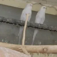 مرغ عشق