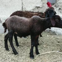 نر بره