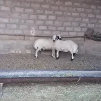 بره چاق