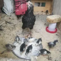 جوجه گلین و برهما