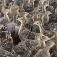 جوجه بوقلمون برنز یکماهه