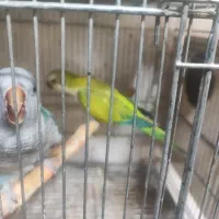 جفت راهب و راهب ماده زرد،