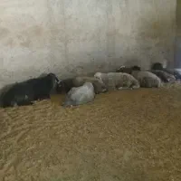 گوسفندنر