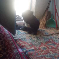 سلام.سگ.پا.کوتا.وزنگ